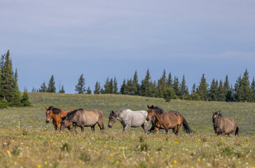 Wild Horses in the Pryor Mountains Montana in Summer