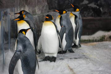 New Zealand king penguin close up