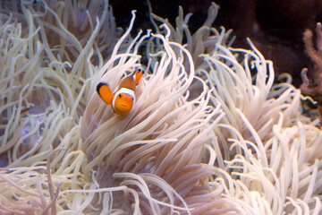 New Zealand clown fish close up
