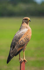 Majestic bird of prey perched in Hato La Aurora, Casanare, Colombia