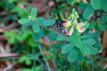 Obraz premium Butterflies on a wild flower