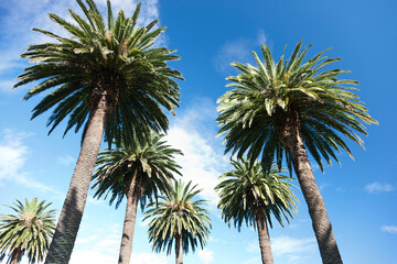 New Zealand palm tree crowns