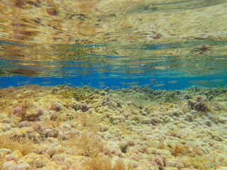 ray underwater, light, sunlight, sea, blue water, ocean, sun, surface, background, sun light, deep, under, rays, bright, mediterranean sea, marine, ripple, abstract, nature, aqua, wave, clear, aquatic