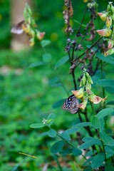 Butterflies feasting on wild flowers