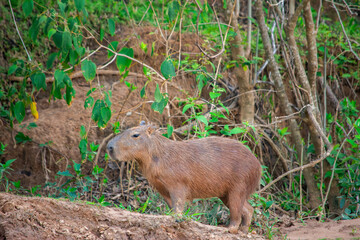 Capybara in Hato La Aurora, Casanare, Colombia amidst natural foliage
