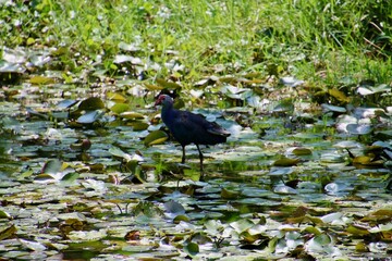 Swamp hen hunting in the swamp