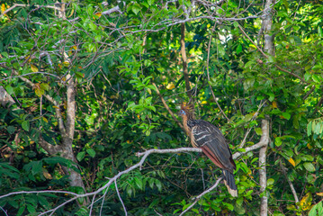 Bird Perched in Lush Greenery at Hato La Aurora, Casanare, Colombia