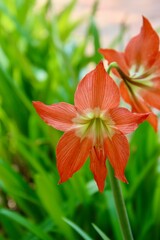 Fototapeta premium Flowers