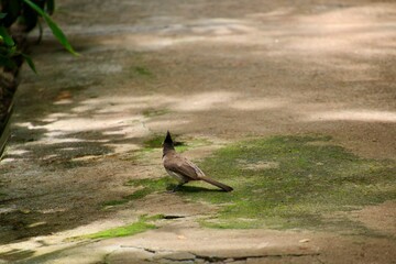 birds on the road
