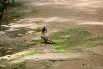 birds on the road