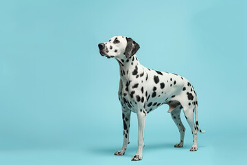 Dalmatian dog standing on blue background, displaying its iconic black spots and elegant posture