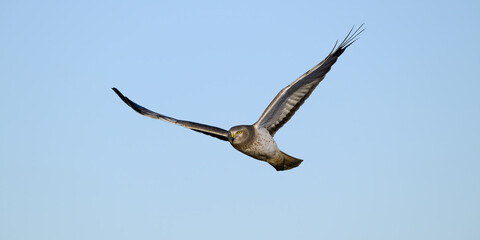 Gray male northern harrier isolated in flight with wings extended