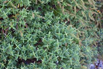 Fototapeta premium New Zealand sedum close up