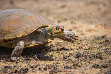 A turtle in its natural habitat at Hato La Aurora, Casanare, Colombia