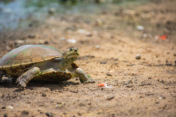 A turtle in Hato La Aurora, Casanare, Colombia