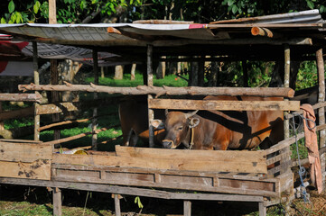cow in a wooden cage, sacrificial animal