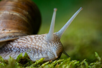 Snail closeup. Burgundy snail (Helix, Roman snail, edible snail, escargot) on a surface with moss. Helix promatia. 