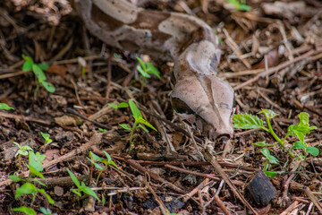 Boa constrictor in natural habitat, Casanare, Colombia