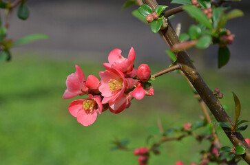 Closeup a branch with spring blooming quince flowers and young leaves. Awakening of nature, gardening copncept. Free copy space.