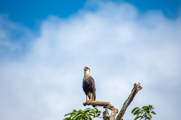 Bird on branch in Casanare, Colombia with clear blue sky