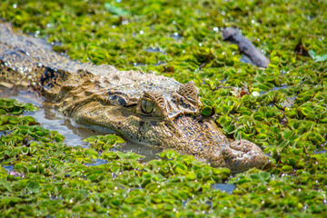 Crocodile amidst greenery at Hato La Aurora, Casanare