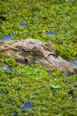 Close-up of a crocodile’s head camouflaged among green water plants