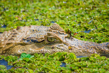 Close-up of caiman in Hato La Aurora, Casanare, Colombia