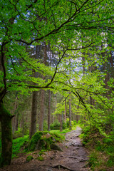 Obraz premium Waldweg 