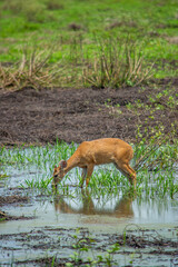 A deer grazing in Casanare, Colombia