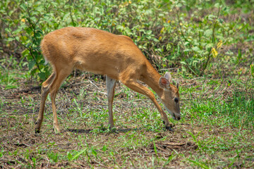 A brown deer grazing in a green field in Casanare, Colombian plains