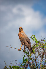 A bird of prey perched in Casanare, Colombia under cloudy skies