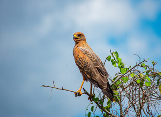 Bird of prey on branch in Casanare, Colombia under cloudy sky