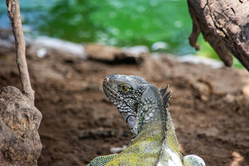 Iguana in natural habitat, Casanare, Colombia
