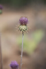 Purple Thistle closeup, vertical