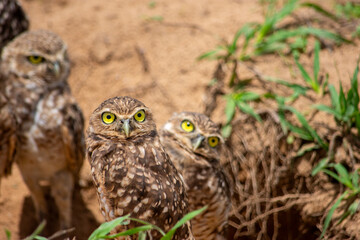 burrowing owls in Casanare, Colombia, gazing curiously at the camera