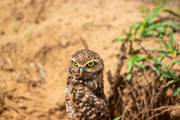 A burrowing owl in its natural habitat in Casanare, Colombia