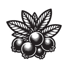 Cranberry berry. Engraving vector black and white illustration, icon. logo