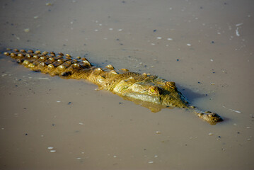 A partially submerged crocodile in murky waters, blending into its natural environment in Casanare,...