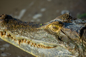 Close-up view of a crocodile’s eye in Casanare, Colombia