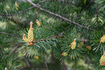 Scots pine (Pinus sylvestris) - Ripe pollen cones close up.