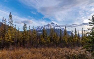 Forest In The Mountains Under A Cloudy Blue Sky