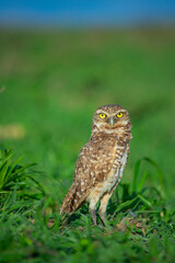Owl in Casanare, Colombia grassland with blue sky