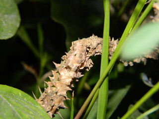 caterpillar on a leaf