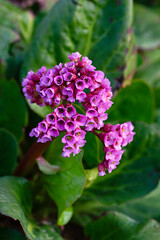 Bergenia crassifolia or cordifolia is thick-leaved, flowering plant in the family Saxifragaceae.