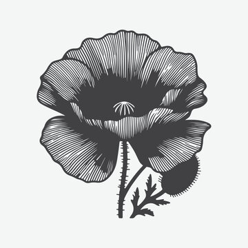 Captivating Poppy Flower Silhouette Art, Nature's Elegance in Minimalism