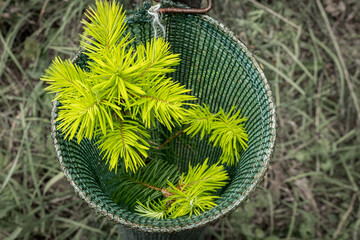 Fresh Spring Growth on Douglas Fir Seedling growing out of the top of the seedling shelter
