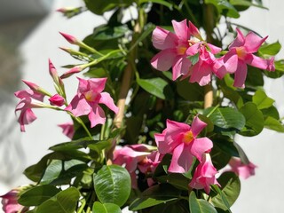 Dipladenia mandevilla rocktrumpet pink flowers blossom.
