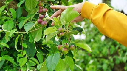 farmer holding Ovary fruit apples. Young apples on the tree begin to ripen