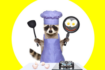Raccoon in a chef's costume with fried eggs in a frying pan in his hands on a blue background