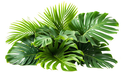 Green leaves of tropical plant bush flower arrangement isolated on transparent background.